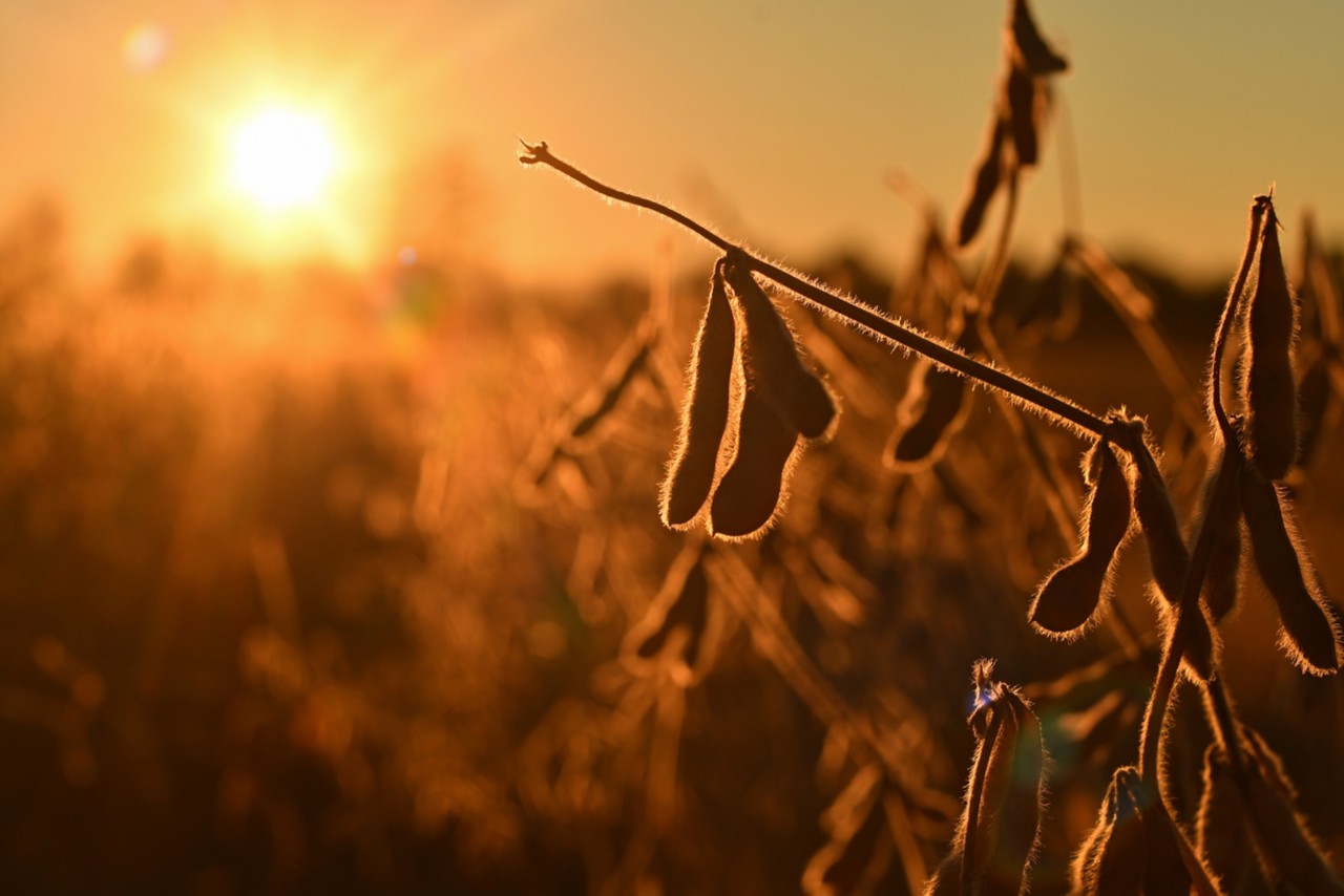 Mature soybean pods, back-lit by evening sun. Soy agriculture